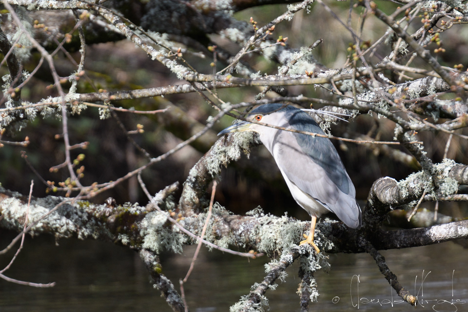 Bihoreau Gris (Nycticorax nycticorax)