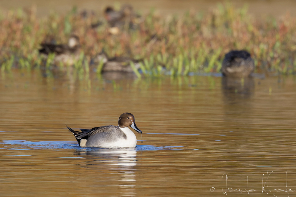 Canard Pilet-mâle (Anas acuta)