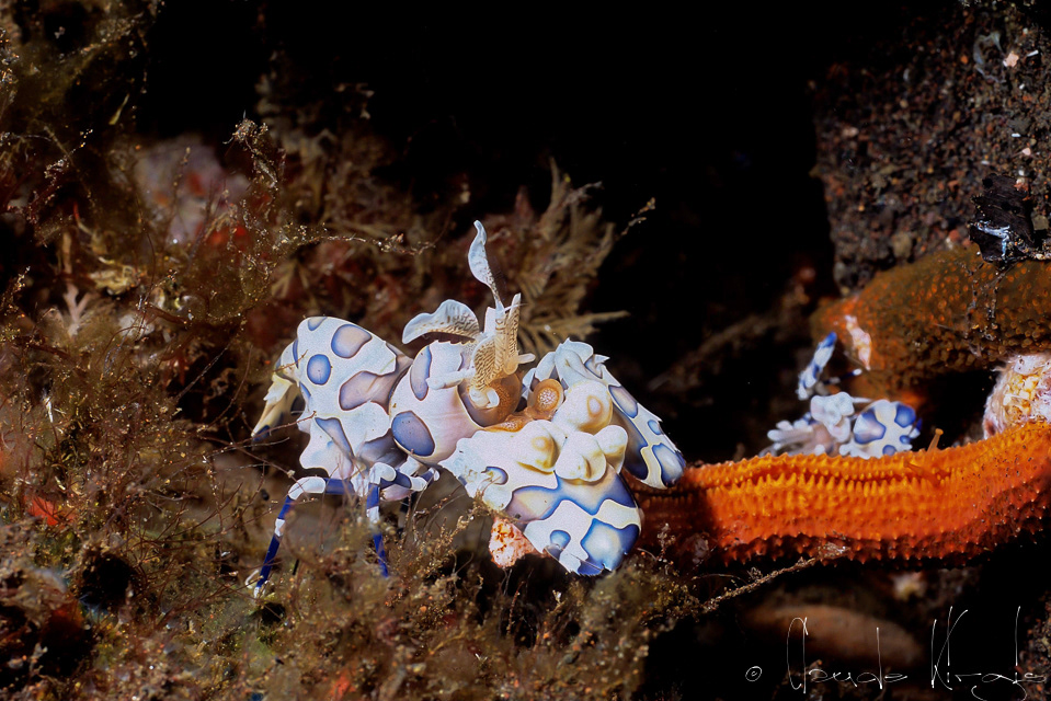 Crevette Arlequin (Hymenocera elegan)