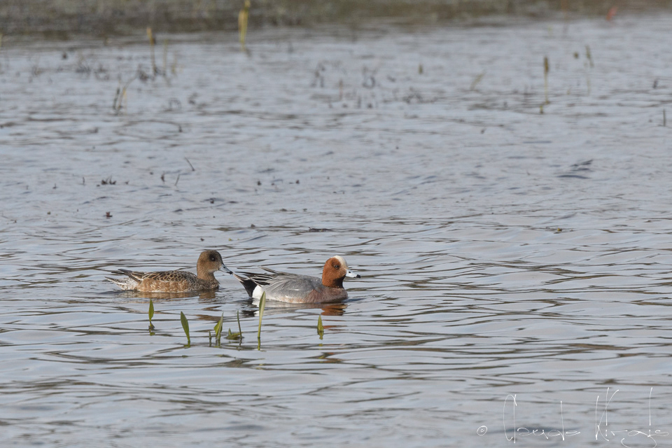 Canard siffleur-couple (Anas penelope)