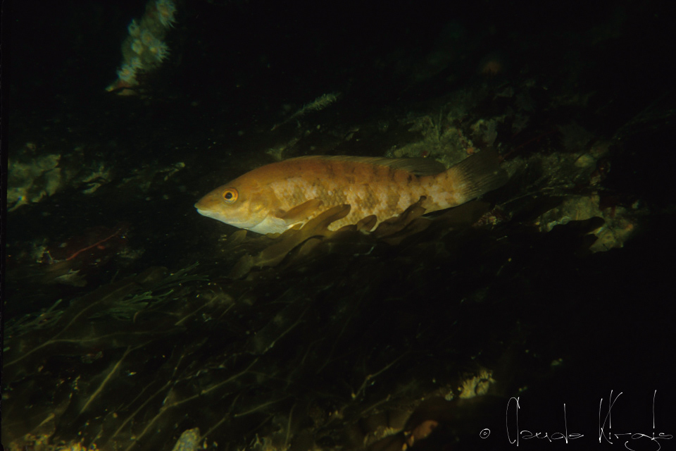 Vieille (Labrus bergylta)