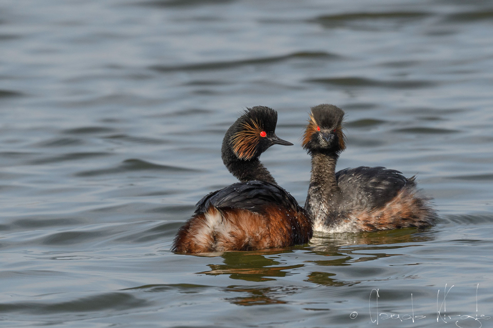 Grèbe à cou noir (Podiceps nigrollis)