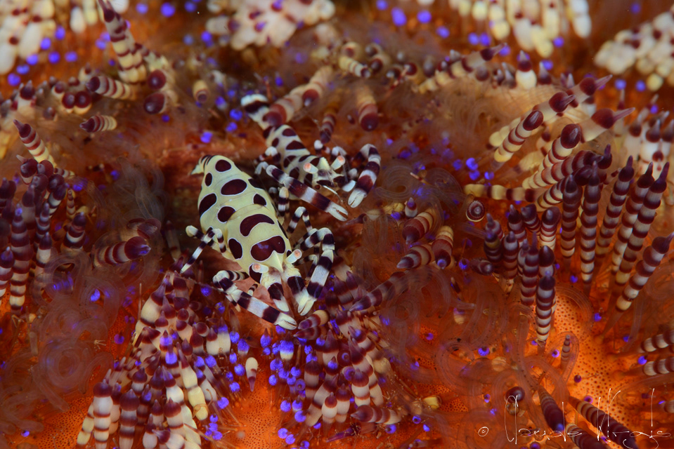 Crevette de Coleman (Periclimenes colemani)