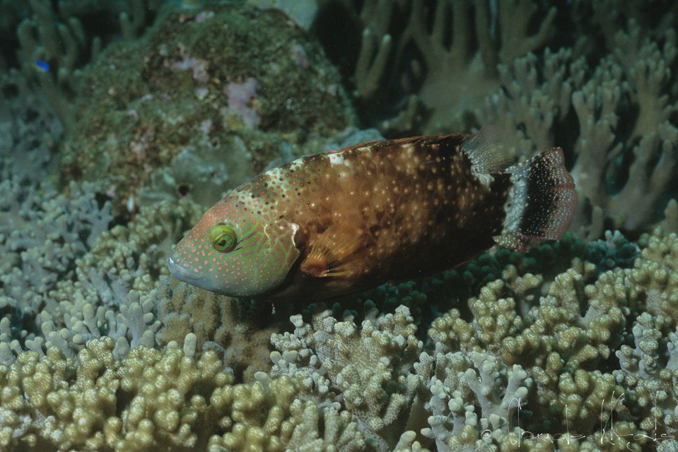 Labre à trois queues-PI (Chilinus tribolatus)