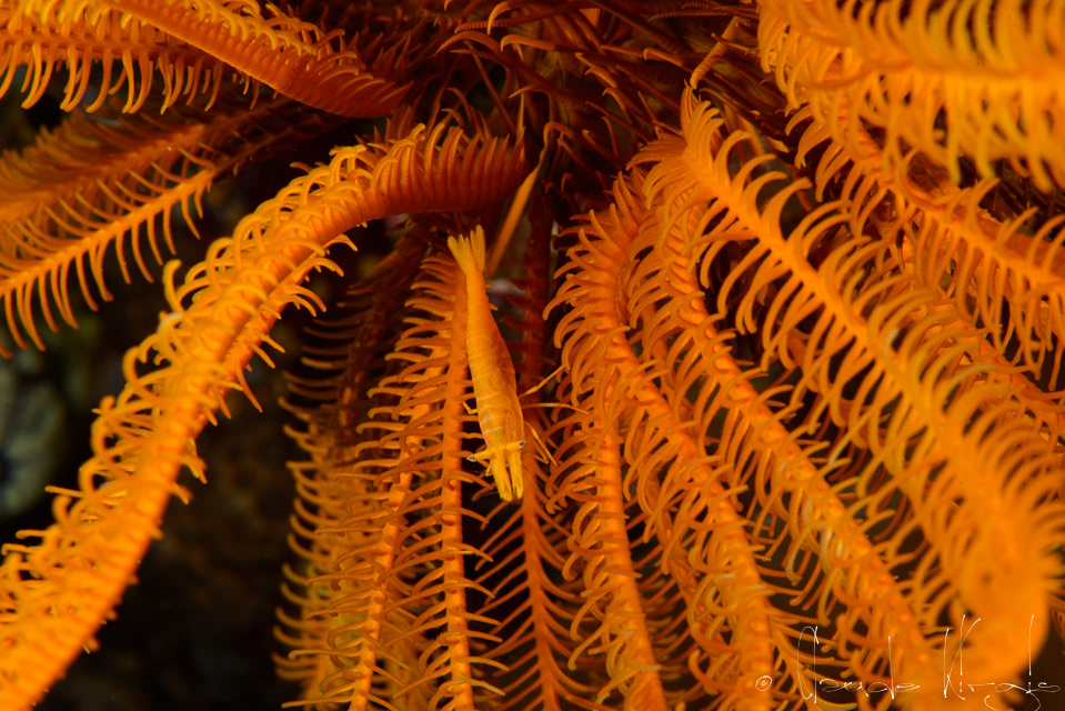 Crevette des comatules (Laomenes sp)