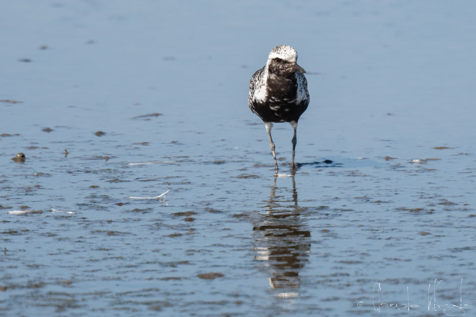Pluvier argenté-nuptial (Pluvialis squatarola)