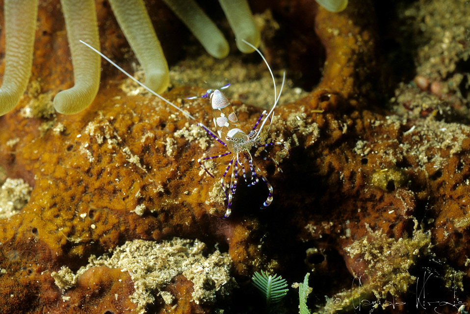 Crevette du Yucatan (Periclimenes yucatanicus)