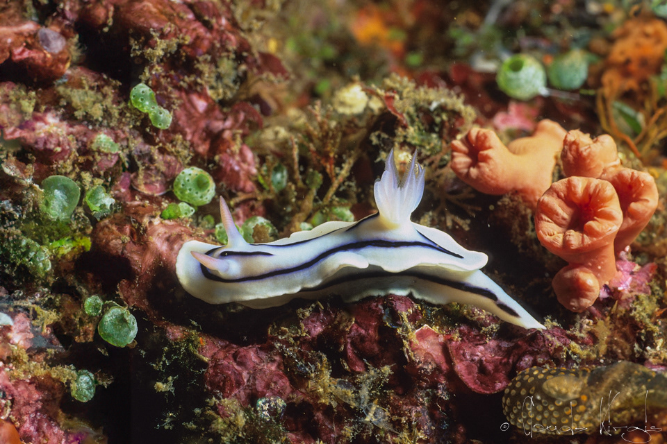 Doris de Loch (Chromodoris lochi)