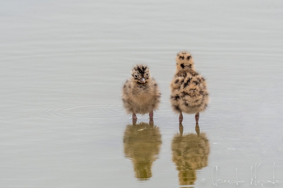 Mouette rieuse-poussins (Chroicocephalus ridibundus)