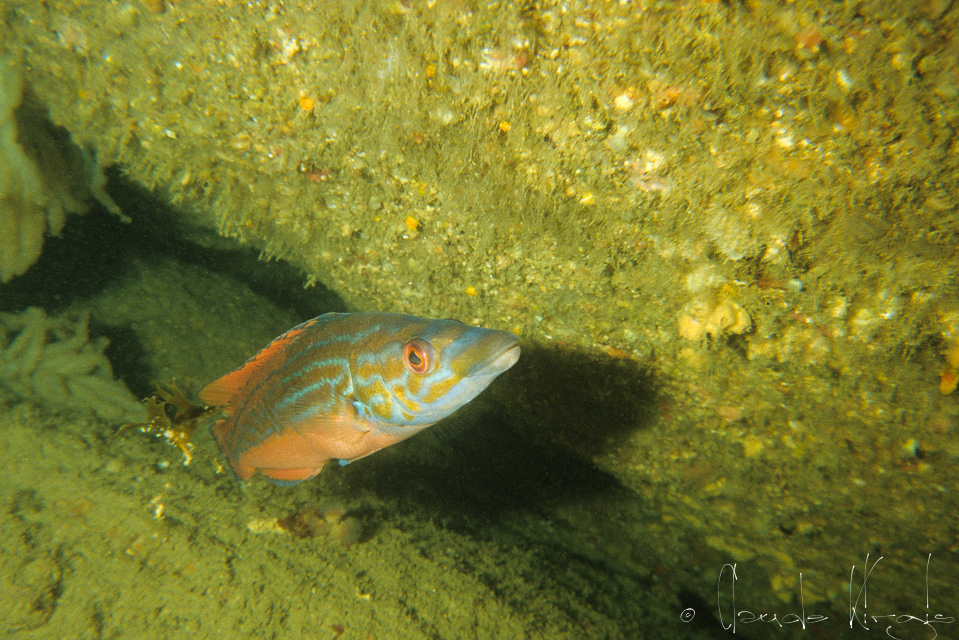 Labre coquette mâle (Labrus bimaculatus)