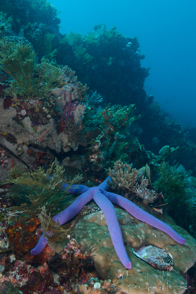 Etoile de mer bleue (Linckia laevigata)