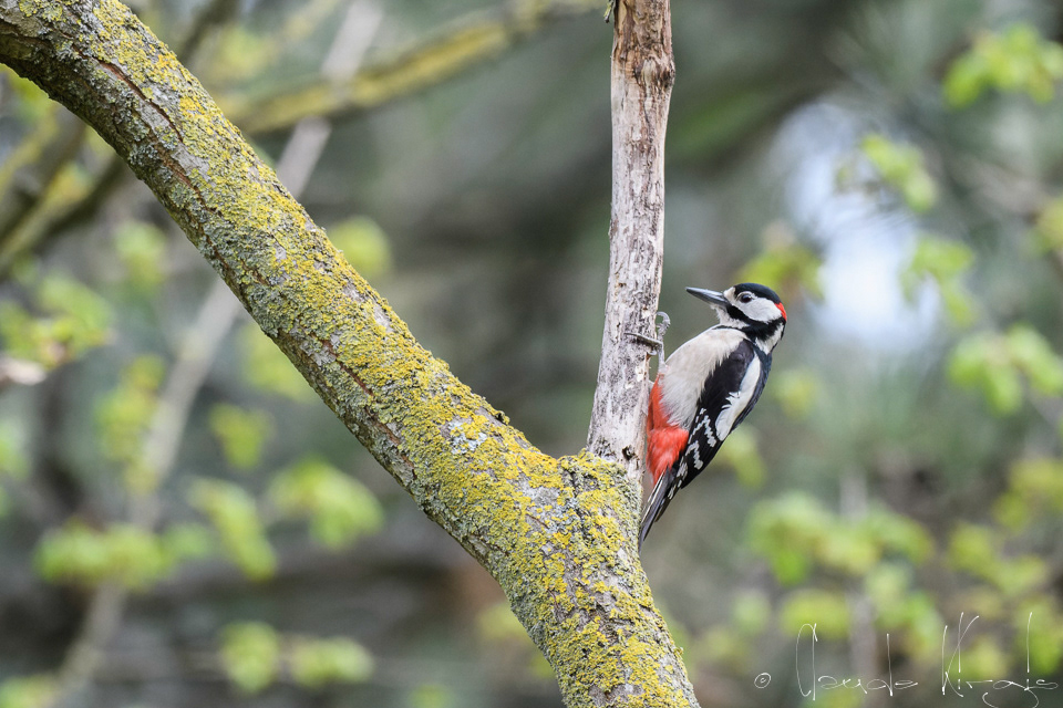 Pic  Epeiche-mâle (Dendrocopos major)