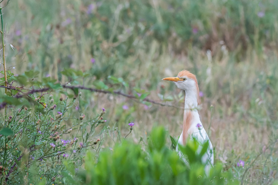 Héron garde-boeufs (Bubulcus ibis)