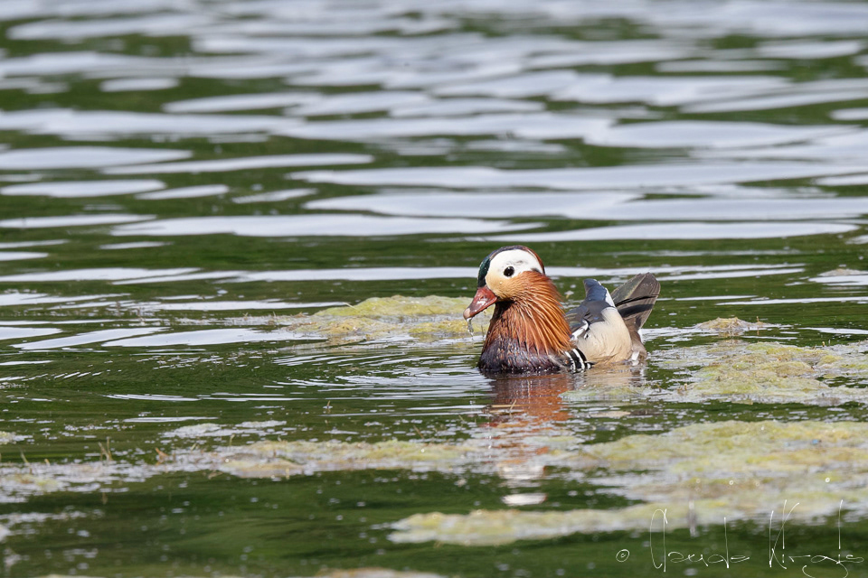 Canard Mandarin (Aix galericulata)