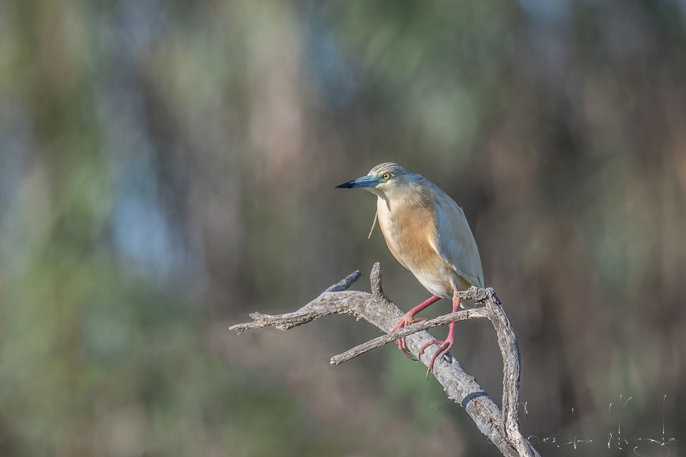 Crabier chevelu (Ardeola ralloides)