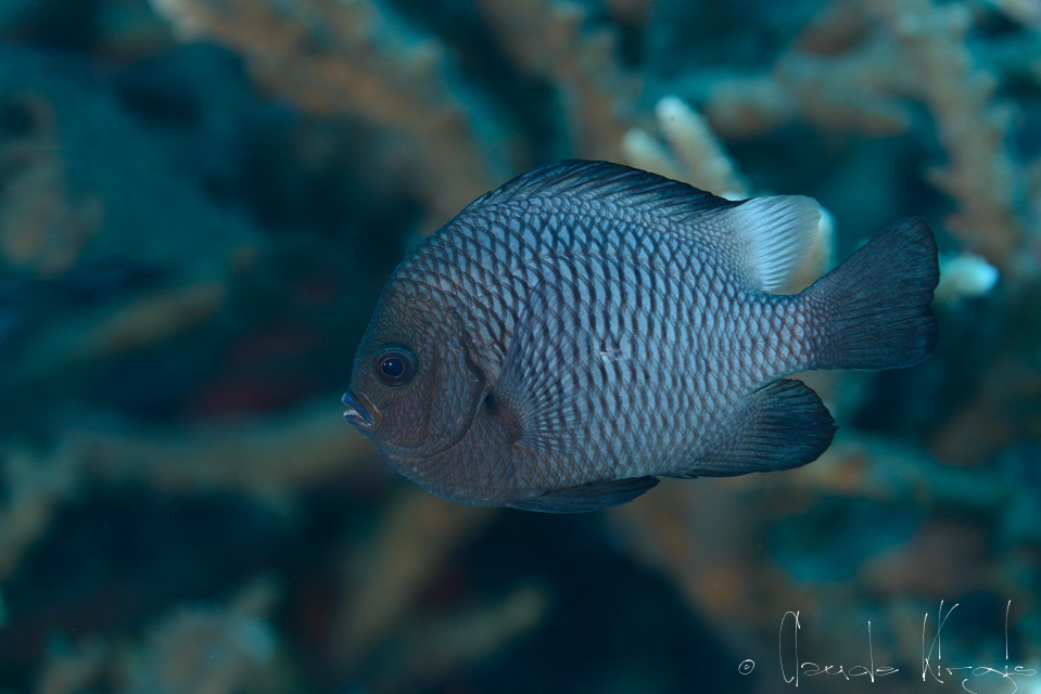 Demoiselle à trois points (Dascyllus trimaculatus)