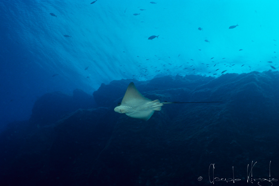 Raie -aigle (Myliobatis aquila)