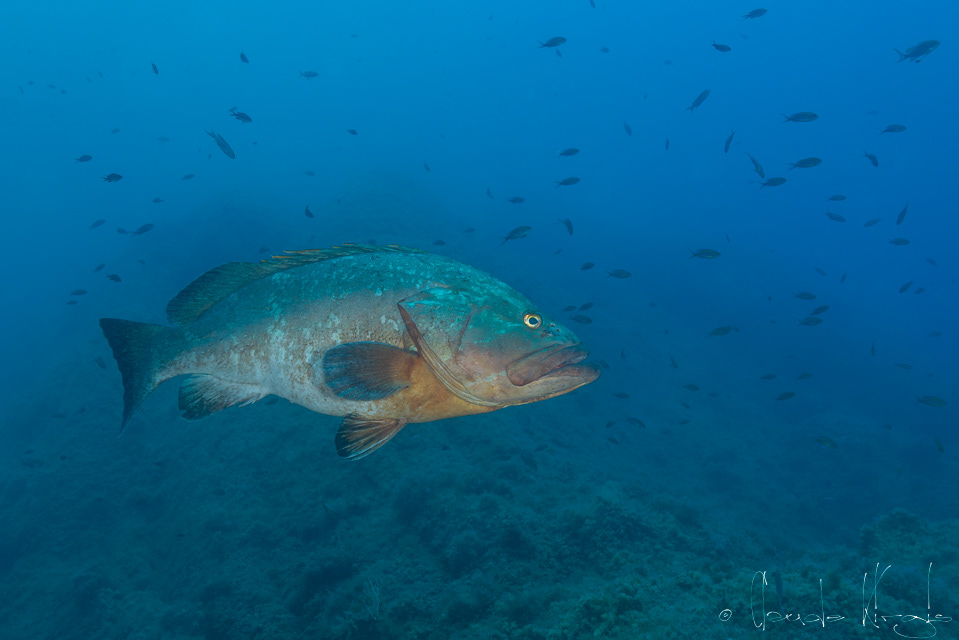 Mérou brun (Epinephelus marginatus)