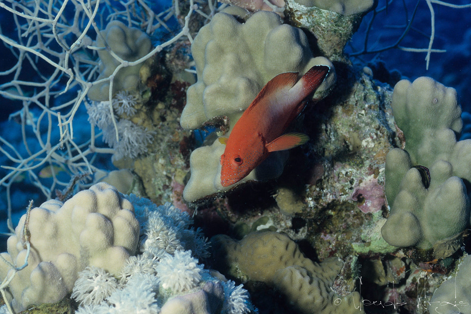 Mérou Mi-tacheté (Cephalopholis hemistiktos)