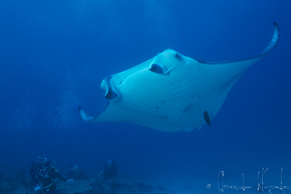 Raie Manta Géante (Manta birostris)