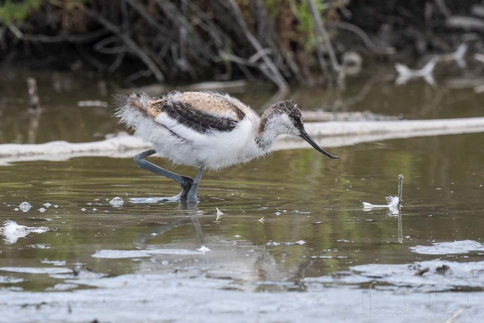 Avocette élégante-juvénile (Recurvirostra avosetta)