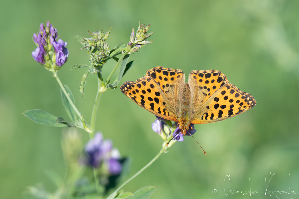 Le petit Nacré (Issoria lathonia)