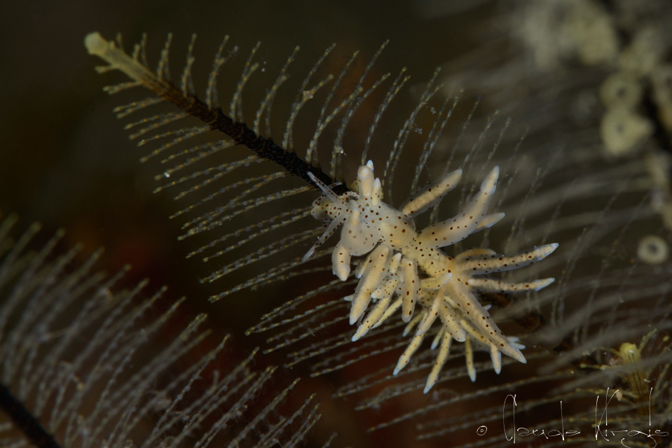 Eubranchus conique (Eubranchus sp)