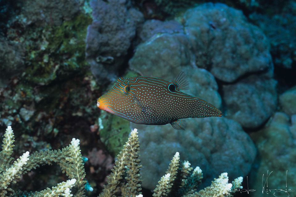 Canthigaster Papou (Canthigaster papua)