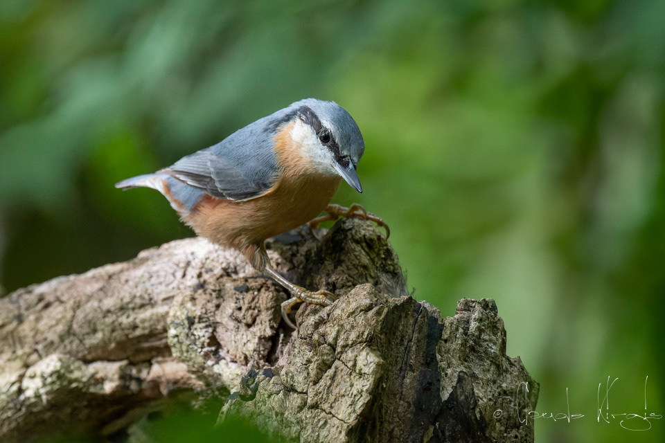 Sittelle Torchepot (Sitta europaea)
