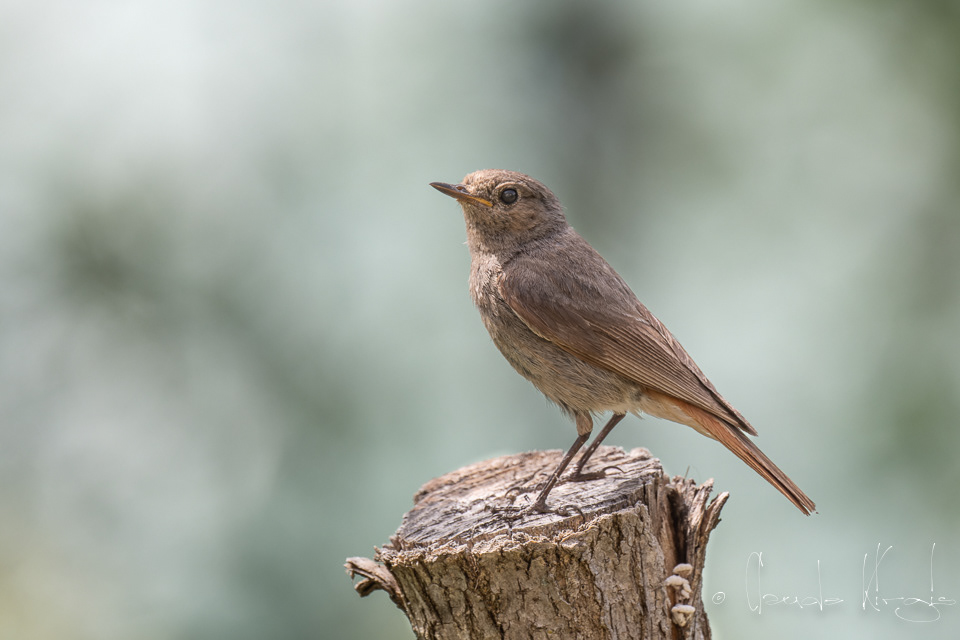 Rougequeue noir (Phoenicurus ochruros)