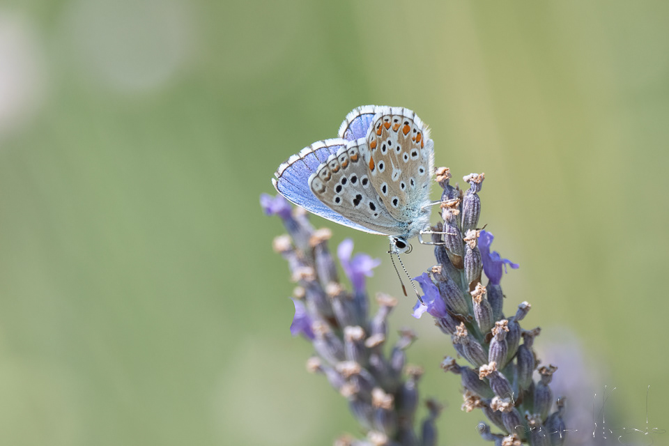 Le bel-argus (Lysandra bellargus)