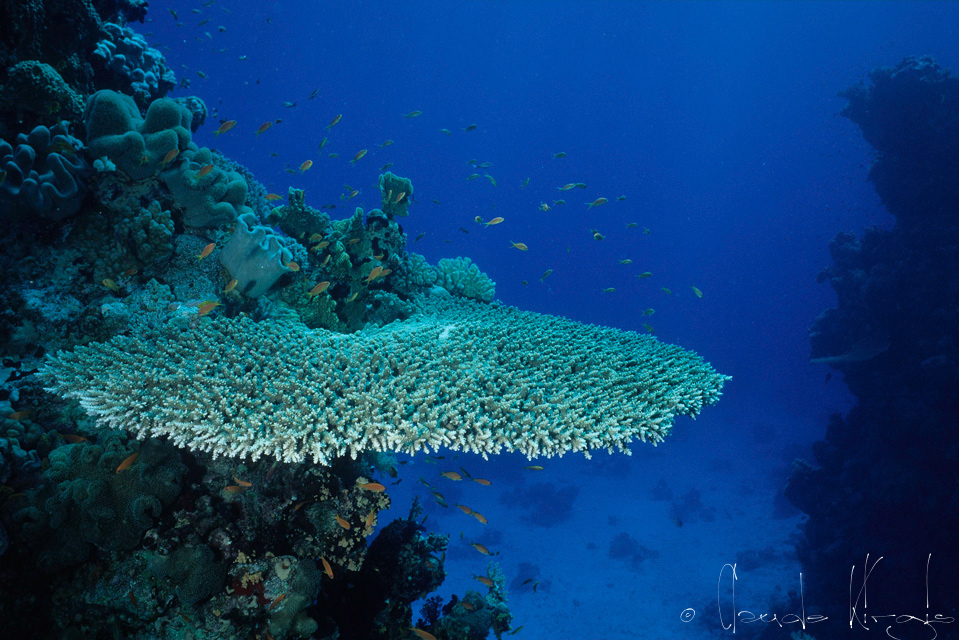 Table de corail (Acropora)