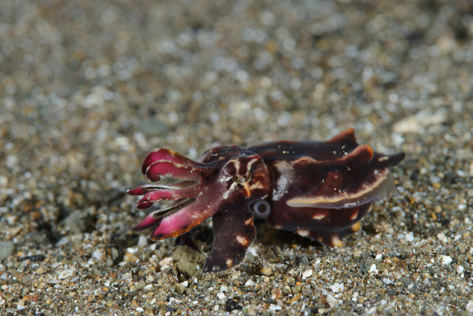 Seiche flamboyante (Metasepia pfefferi)