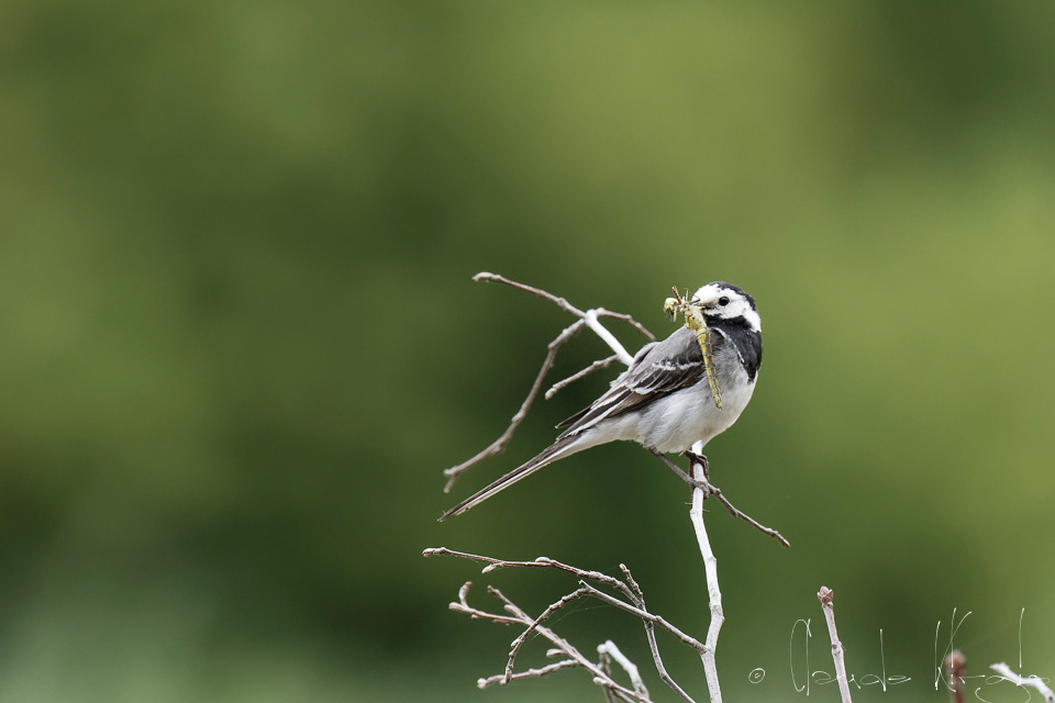 Bergeronnette grise (Motacilla alba)