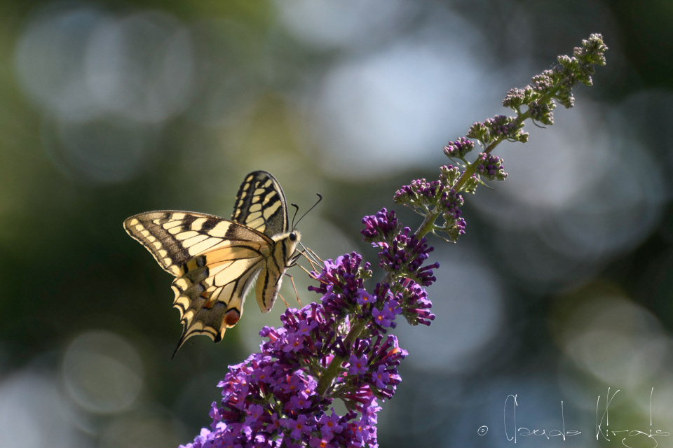 Le Machaon (Papilio machaon)
