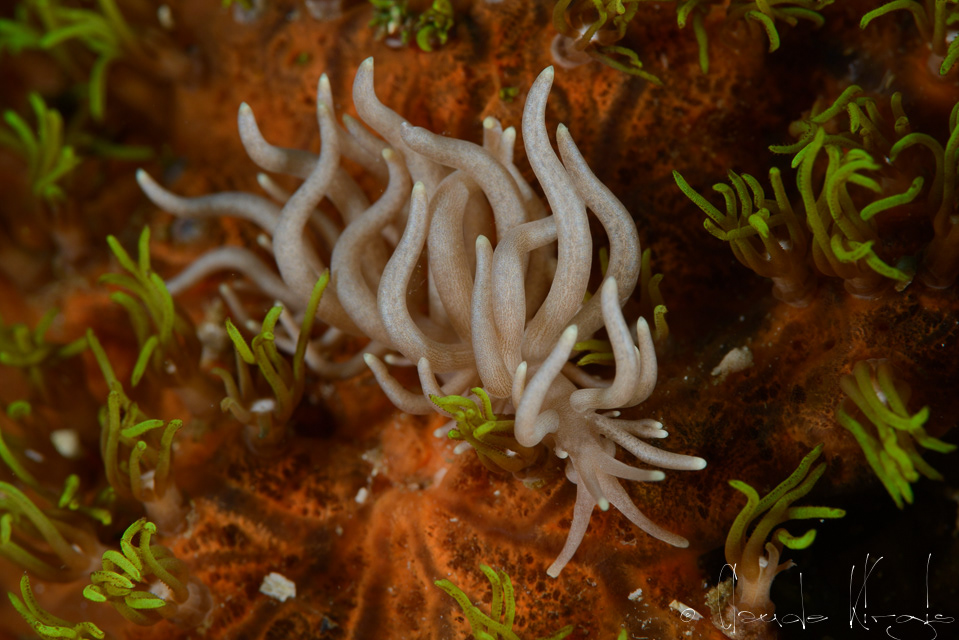 Phyllodesmium à pointe jaune (Phyllodesmium briareum)