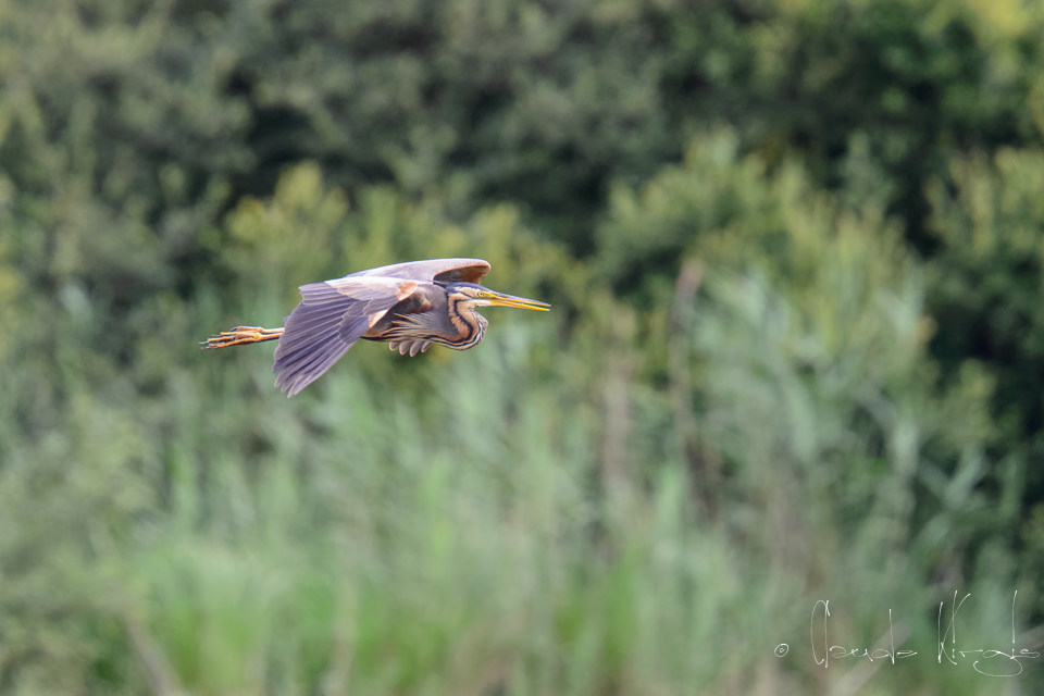 Héron pourpré (Ardea purpurea)