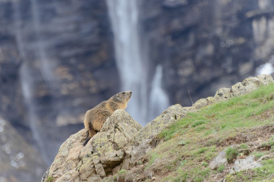 Marmotte des Alpes (Marmota marmota)