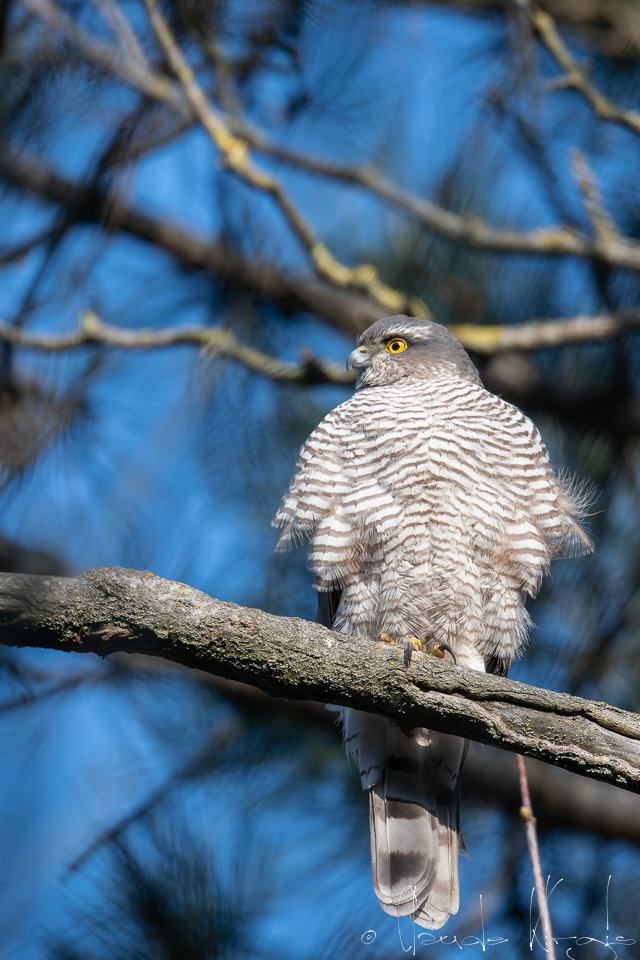 Epervier d'Europe (Accipiter nisus)