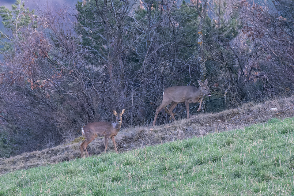 Chevreuil (Capreolus capreolus)