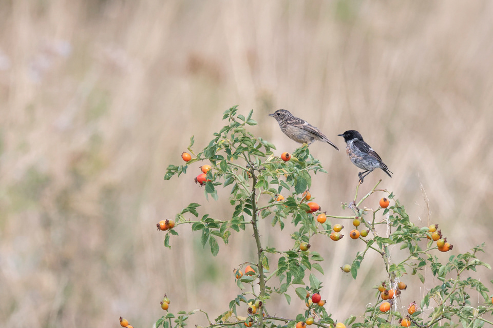 Tarier Pâtre-couple (Saxicola rubicola)