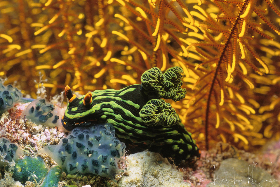Nembrotha sombre (Nembrotha kubaryana)