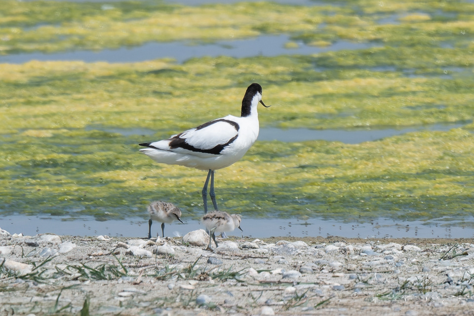 Avocette élégante-poussins (Recurvirostra avosetta)