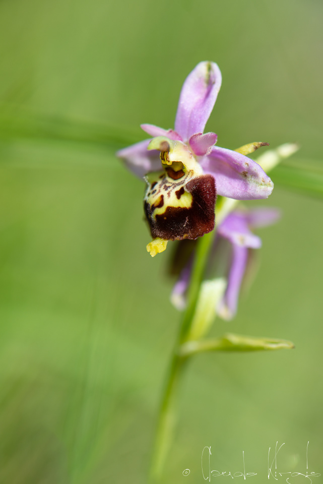 Ophrys bourdon (Ophrys fuciflora)