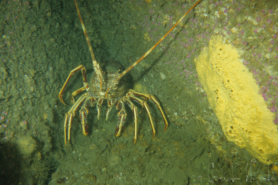 Langouste (Palinurus elephas)