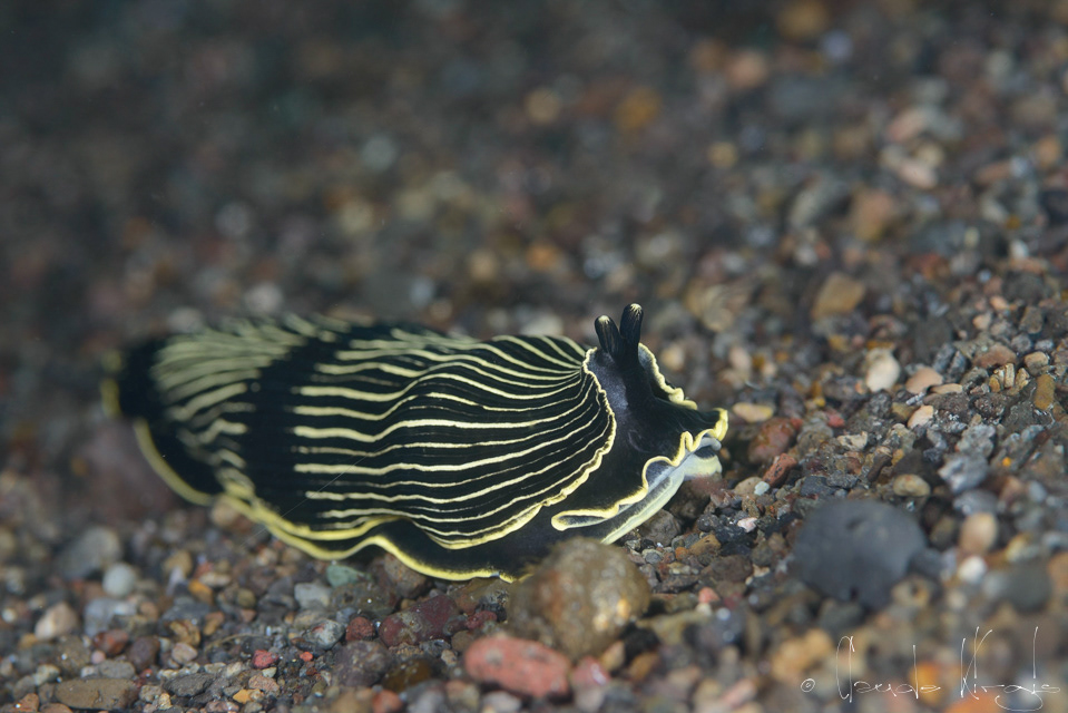 Armina (Armina magna Baba)