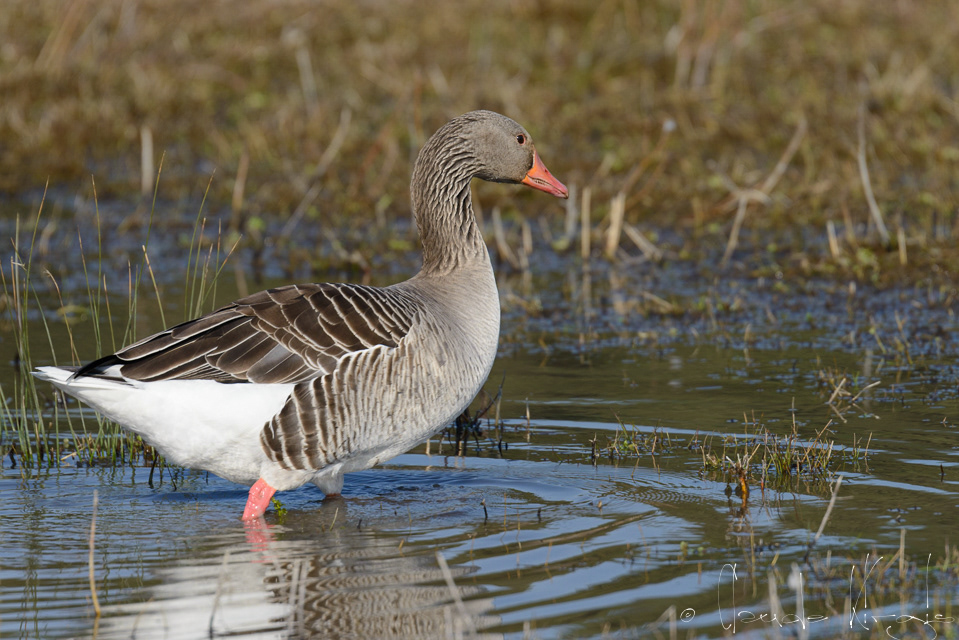 Oie cendrée (Anser anser)