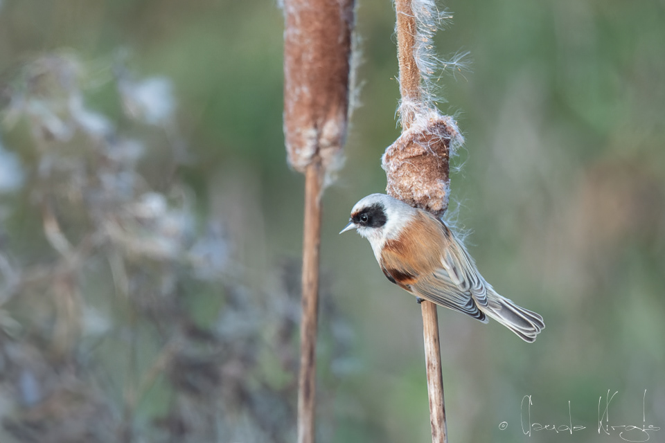 Rémiz penduline (Remiz pendulinus)