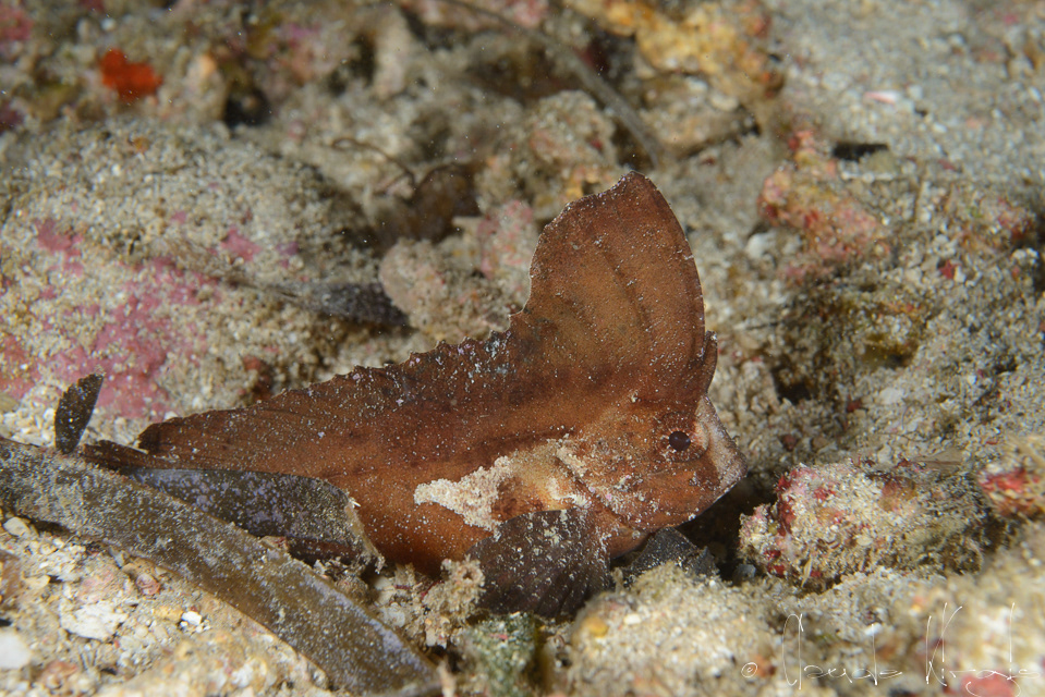 Poisson-Feuille cacatoes (Ablabys taenianotus)