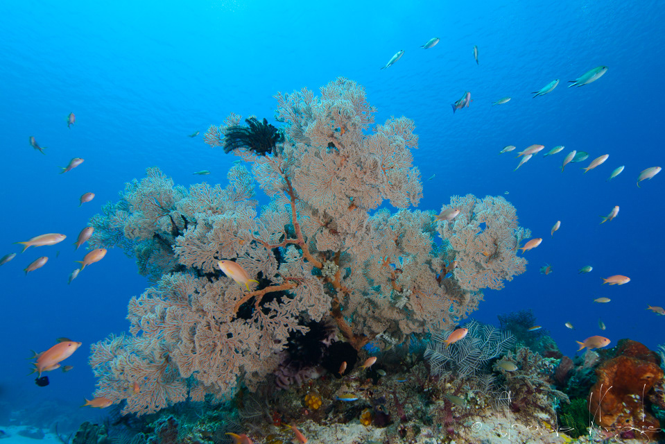 Gorgone à noeuds (Melithaea spp)